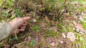 За грибами 1 часть. Сбор лисички и подосиновиков