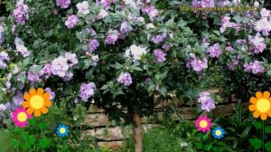 Гибискус сирийский Арденс. Краткий обзор, описание характеристик hibiscus syriacus Ardens