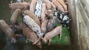 Сколько денег заработали на поросятах за пять месяцев. Отъём поросят без поноса.