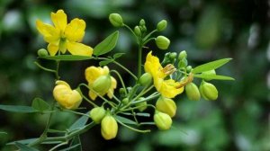 кассия остролистая 600 лекарственных растений