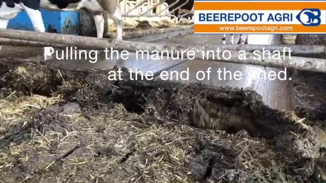 Скрепер для удаления навоза цепной Beerepoot (Германия)