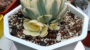 ALBINISMO SUCULENTO #variegata #suculentas #echeveria