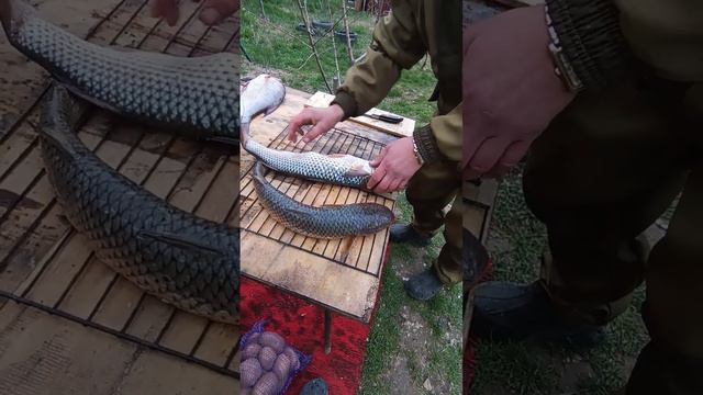 #ямыилюша #помощьбездомнымживотным #анапа #море #юмор #собачки #енотики смотреть онлайн