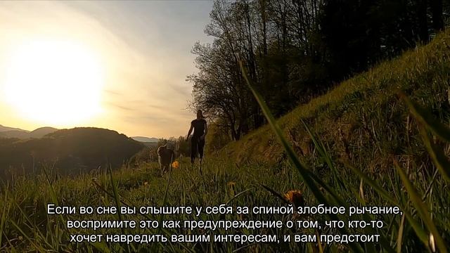 К чему снится злая собака? Толкование сна и его значение по сонникам Фрейда и Хассе