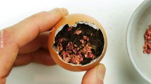 Как Вырастить Любимые Фрукты, Овощи и Орехи Дома из Объедков