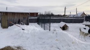 Мины от Гул'Дана или типичные будни волкособов.