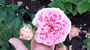 5 июля.  Деревенские будни. Пропололи картошку и обзор моего участка что растет и как себя чувствует