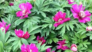 Peony Morning Lilac (Itoh Hybrid) - www.peonyshop.com