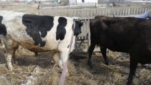 Покрываю КОРОВУ БЫКОМ! МАЛЕНЬКАЯ КОРОВА пришла в ОХОТУ! КОРОВА до БЫКА!