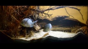 Цихлиды Мадагаскара. Парэтроплюс Менарамбо - Paretroplus menarambo