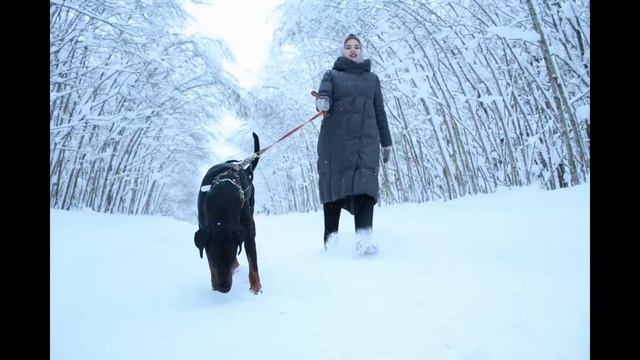 Доберман зимой. Доберман на природе. Прогулка с собакой смотреть онлайн