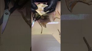 Камбала очищенная. Камбала ёрш вяленая. Филе ерша