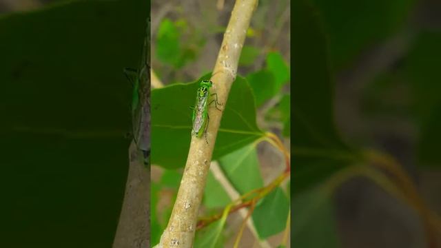 Пилильщик зелёный (Rhogogaster viridis).