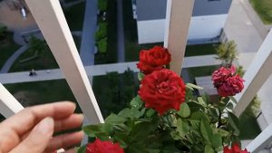 Роза в горшке Цветет постоянно Как?