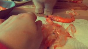 Один день кота