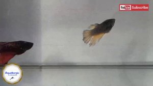А они взрослеют (betta) петушки?!/Are they growing up (betta)?