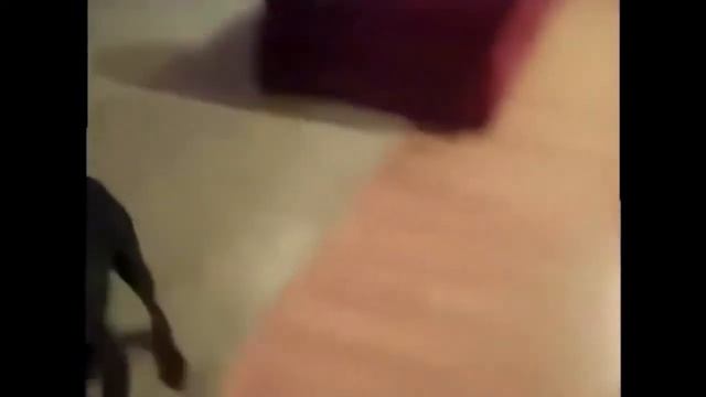 Как собака на дачу собиралась.))))) смотреть онлайн