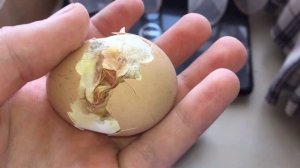 Вывод цыплят/Квочка с цыплятами/Цыплята брама