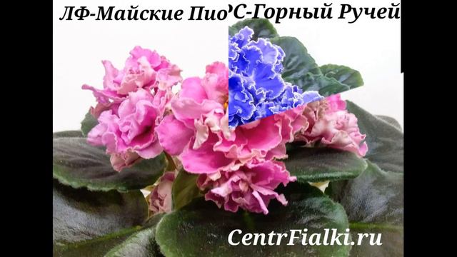 2 января 2020. Новое поступление цветущих фиалок. смотреть онлайн