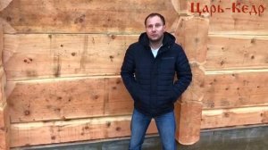 Как отличить кедр. Алтайский кедр и Сибирский кедр.
