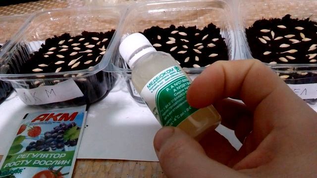 Закладка опыта по проращиванию семян ячменя
