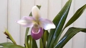 Phragmipedium Cardinale