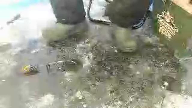 Чудское Озеро сломалась Собака Шестой Киллометр На Леща смотреть онлайн