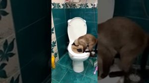 Как приучить кошку ходить на унитаз! )