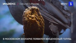 В Московском зоопарке появился венценосный голубь