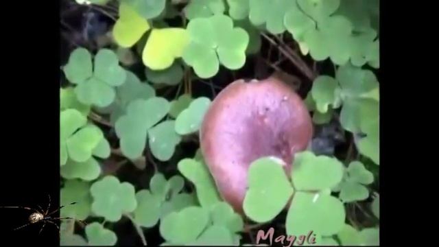Грибы Млечники - Горькушки. Подорешники. Поддубешки.