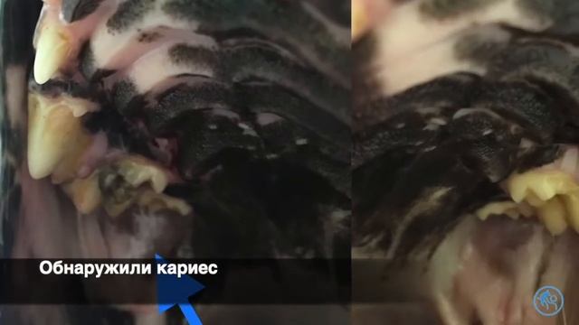 Кариес у собаки смотреть онлайн