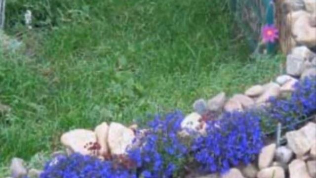 ЛУЧШИЕ !Однолетние ручейки. Выращиваем из семян . смотреть онлайн