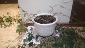Привожу в порядок циссус и фикус после зимовки на балконе