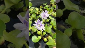 Плавающие растения для украшения и очистки пруда