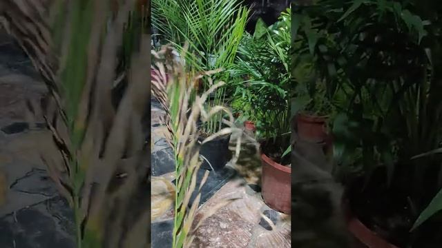 نبات الاريكا Dypsis lutescens نبات الشمدورا Chamaedorea смотреть онлайн