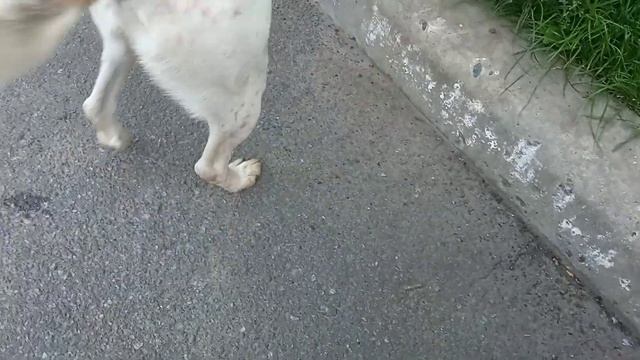 Лорд и Топа дружно обедают!!! смотреть онлайн