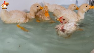 Цыплёнок бройлер в ванне с утятами, так делать нельзя