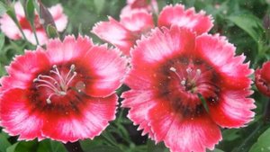 Гвоздика – Выращивание и уход