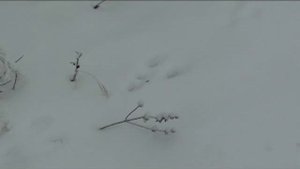 Охота в Камышинском районе Волгоградской области (Часть 2).mp4