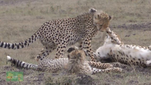 Unleashing Lessons from Cheetahs: Unlocking the Secrets смотреть онлайн