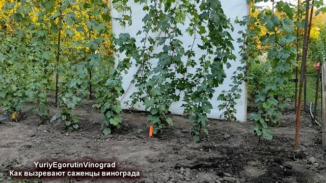 ? И не ГОВОРИТЕ, что не СЛЫШАЛИ! Вот почему нужно ОБЯЗАТЕЛЬНО помогать ВЫЗРЕВАНИЮ САЖЕНЦЕВ виноград смотреть онлайн