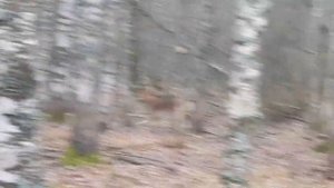 Охота на кабана с арбалетом.