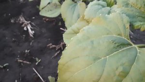 🌻🌻🌻Все поля подсолнечника под евролайтинг. Что же с ними ? 🌻🌻🌻