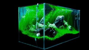 Аквариум ADA ивагуми. ADA aquarium iwagumi.