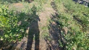 Очень важная подкормка голубики !