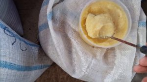 Коктейль для голубей лучше таблетки