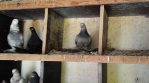 // Голуби // Моздокские // Дикомурые //