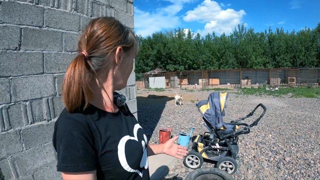 Приют для собак. Добрые поступки/ история спасения животных