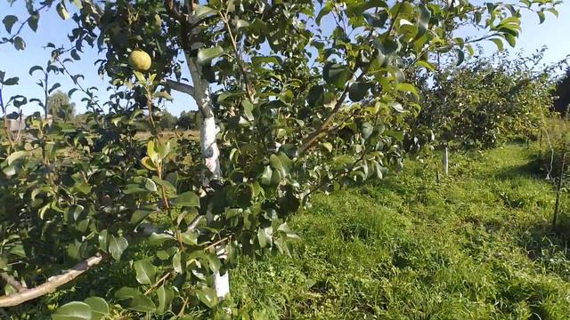 Груша Просто Мария, лучший сорт, настоящий шедевр, визитная карточка белорусских селекционеров. смотреть онлайн