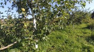 Груша Просто Мария, лучший сорт, настоящий шедевр, визитная карточка белорусских селекционеров.